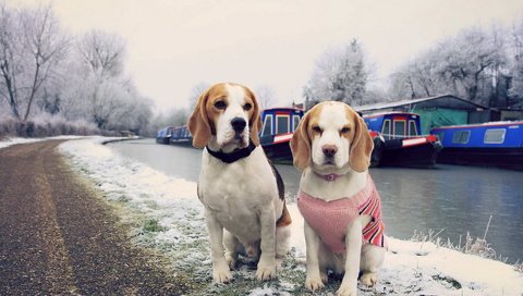 Обои дорога, снег, зима, канал, собаки, собачки, обочина, бигль, road, snow, winter, channel, dogs, roadside, beagle разрешение 1920x1200 Загрузить