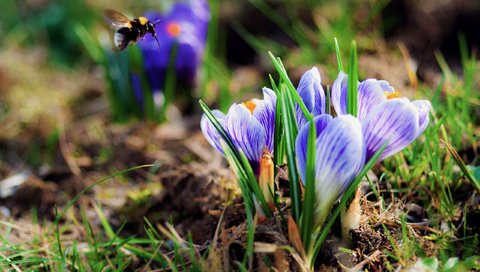 Обои трава, весна, шмель, крокусы, первые цветы, grass, spring, bumblebee, crocuses, the first flowers разрешение 2560x1700 Загрузить