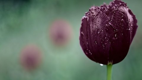 Обои макро, капли, тюльпан, macro, drops, tulip разрешение 1920x1200 Загрузить