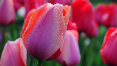 Обои тюльпаны, cvety, kapli, tyulpany, tulips разрешение 1920x1200 Загрузить