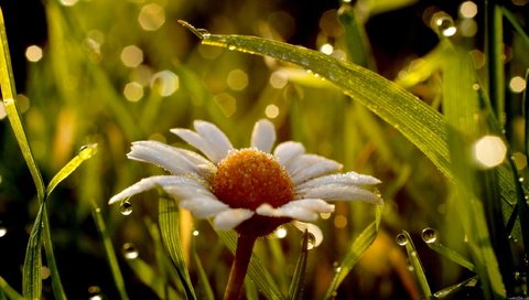 Обои цветы, трава, листья, роса, ромашка, ромашки, flowers, grass, leaves, rosa, daisy, chamomile разрешение 2560x1440 Загрузить