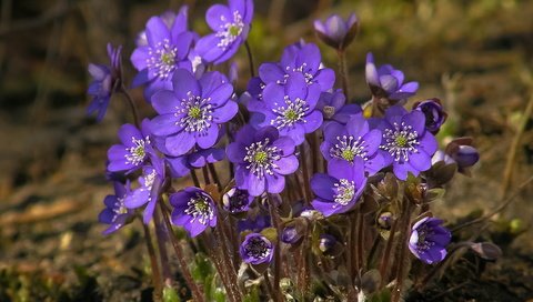 Обои цветы, природа, весна, фиалки, flowers, nature, spring, violet разрешение 2560x1600 Загрузить