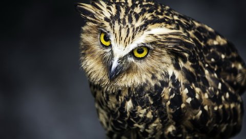 Обои сова, взгляд, хищник, птица, черный фон, перья, owl, look, predator, bird, black background, feathers разрешение 2560x1600 Загрузить