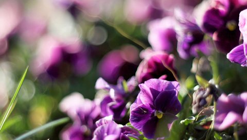 Обои цветы, растения, анютины глазки, фиолетовые, фиалки, anyutiny, flowers, plants, pansy, purple, violet разрешение 4500x1344 Загрузить