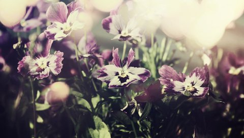 Обои cvety, nebo, makro, foto, fioletovye, anyutiny glazki разрешение 2560x1440 Загрузить