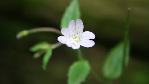 Обои зелень, цветок, лепестки, крупный план, cvety, makro, fotografii, леспестки, greens, flower, petals, close-up, lepestki разрешение 1920x1200 Загрузить