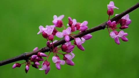 Обои цветы, цветение, весна, миндаль, flowers, flowering, spring, almonds разрешение 1920x1200 Загрузить