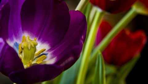 Обои цветы, лепестки, тюльпаны, стебли, cvety, krasivo, rasteniya, flowers, petals, tulips, stems разрешение 1920x1200 Загрузить