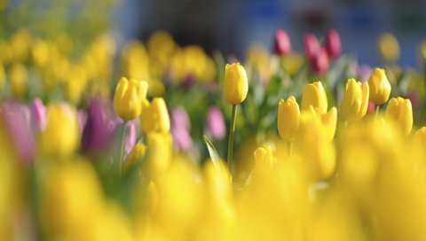 Обои tyulpany, цветы, butony, krasnye, бутоны, yarkie, polya, красные, поляна, тюльпаны, яркие, желтые, cvety, zheltye, flowers, buds, red, glade, tulips, bright, yellow разрешение 2128x1416 Загрузить