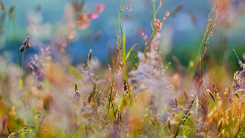 Обои цветы, трава, размытость, полевые цветы, flowers, grass, blur, wildflowers разрешение 3500x1034 Загрузить