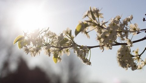 Обои ветка, цветение, весна, cvety, vesna, belye, branch, flowering, spring разрешение 1920x1080 Загрузить