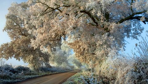 Обои дорога, деревья, дерево, мороз, иней, осень, road, trees, tree, frost, autumn разрешение 1920x1200 Загрузить