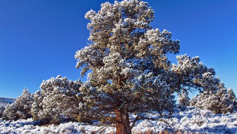 Обои небо, снег, дерево, зима, иней, день, синее, морозный, the sky, snow, tree, winter, frost, day, blue, frosty разрешение 2560x1600 Загрузить