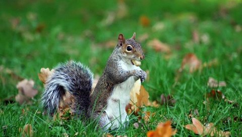 Обои трава, листья, животное, белка, хвост, орех, grass, leaves, animal, protein, tail, walnut разрешение 1920x1200 Загрузить