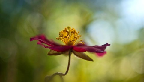 Обои макро, цветок, лепестки, стебель, боке, cvetok, makro, boke, macro, flower, petals, stem, bokeh разрешение 1920x1200 Загрузить