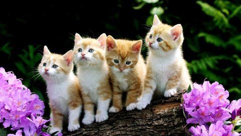 Обои цветы, рыжие котята, flowers, red kittens разрешение 2000x1333 Загрузить