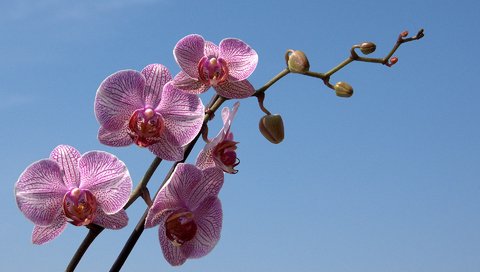 Обои небо, цветы, ветка, бутон, голубое, орхидея, the sky, flowers, branch, bud, blue, orchid разрешение 1920x1200 Загрузить