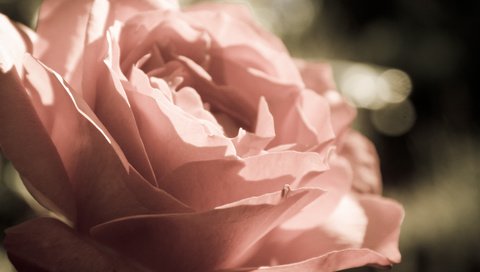 Обои цветы, макро, роза, лепестки, бутон, cvety, makro, buton, roza, леспестки, flowers, macro, rose, petals, bud, lepestki разрешение 3872x2592 Загрузить