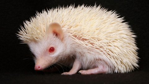 Обои черный фон, ежик, еж, альбинос, красные глаза, black background, hedgehog, albino, red eyes разрешение 2000x1125 Загрузить