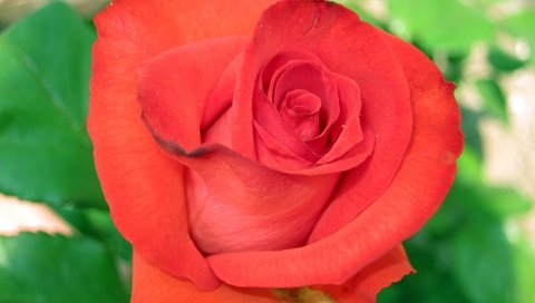 Обои роза, makro, krasnaya roza, zalen, rose разрешение 3648x2736 Загрузить