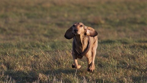 Обои трава, настроение, поле, собака, уши, такса, бег, grass, mood, field, dog, ears, dachshund, running разрешение 2560x1600 Загрузить