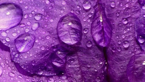 Обои макро, цветок, капли, фиолетовый, лепесток, macro, flower, drops, purple, petal разрешение 2560x1920 Загрузить