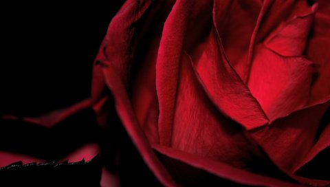 Обои цветок, роза, красная, бархатная, макро черный фон, flower, rose, red, velvet, macro black background разрешение 2560x1600 Загрузить