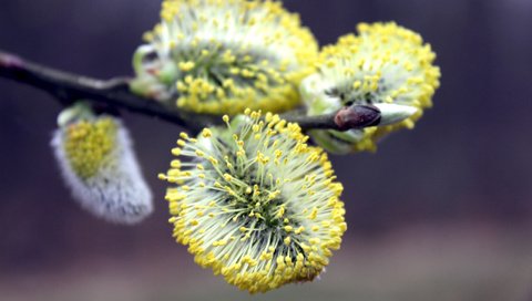 Обои ветка, цветение, макро, весна, верба, branch, flowering, macro, spring, verba разрешение 2560x1600 Загрузить