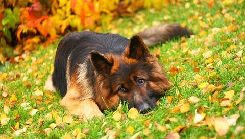 Обои трава, листья, осень, собака, лежит, немецкая овчарка, длинношерстная, grass, leaves, autumn, dog, lies, german shepherd, longhair разрешение 1920x1280 Загрузить