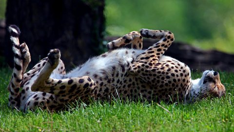 Обои трава, лежит, спит, хищник, гепард, дикая кошка, солнечно, grass, lies, sleeping, predator, cheetah, wild cat, sunny разрешение 2560x1600 Загрузить