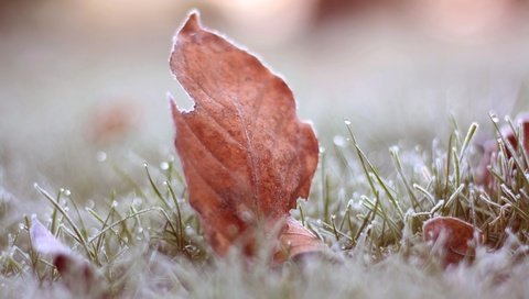 Обои трава, листья, макро, иней, осень, grass, leaves, macro, frost, autumn разрешение 3888x2592 Загрузить