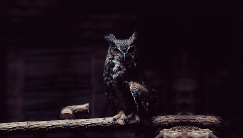 Обои сова, ветка, хищник, сидит, птица, темный фон, тени,   сова, owl, branch, predator, sitting, bird, the dark background, shadows разрешение 1920x1080 Загрузить