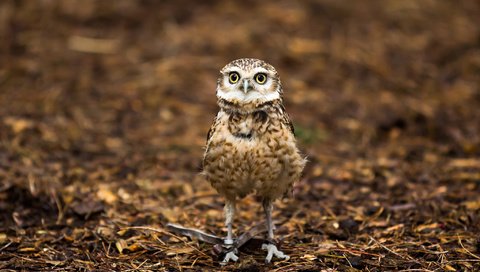 Обои сова, природа, птица, детеныш на привязи, большие глаза, owl, nature, bird, cub on a leash, big eyes разрешение 2048x1365 Загрузить