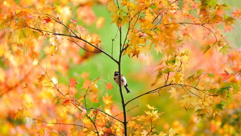 Обои дерево, листья, ветки, осень, птица, воробей, клен, tree, leaves, branches, autumn, bird, sparrow, maple разрешение 1920x1280 Загрузить