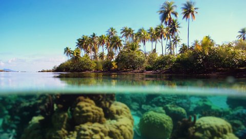 Обои море, пальмы, под водой, тропики, sea, palm trees, under water, tropics разрешение 1920x1080 Загрузить