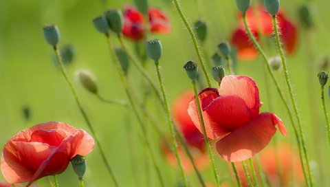 Обои цветы, природа, поле, лето, красные, маки, flowers, nature, field, summer, red, maki разрешение 1920x1280 Загрузить