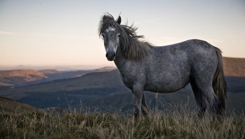 Обои лошадь, природа, конь, грива, horse, nature, mane разрешение 3000x2000 Загрузить