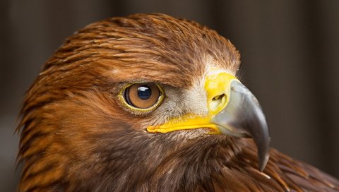 Обои макро, хищник, птица, клюв, голова, сокол, macro, predator, bird, beak, head, falcon разрешение 2560x1600 Загрузить