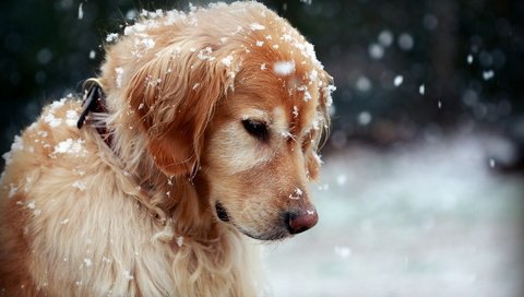 Обои снег, природа, собака, золотистый ретривер, snow, nature, dog, golden retriever разрешение 1920x1200 Загрузить