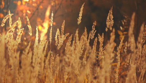 Обои свет, трава, солнце, макро, поле, осень, колоски, light, grass, the sun, macro, field, autumn, spikelets разрешение 2560x1707 Загрузить