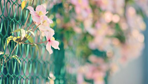 Обои цветы, природа, забор, сетка, розовые, боке, нежные., flowers, nature, the fence, mesh, pink, bokeh, gentle. разрешение 1920x1280 Загрузить