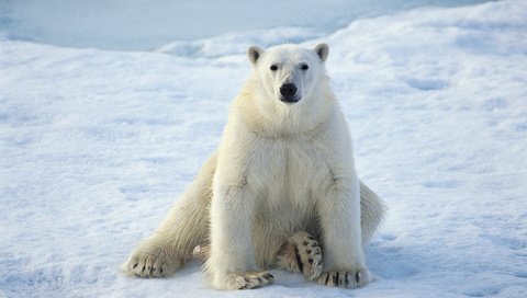 Обои зима, белый медведь, winter, polar bear разрешение 1920x1080 Загрузить