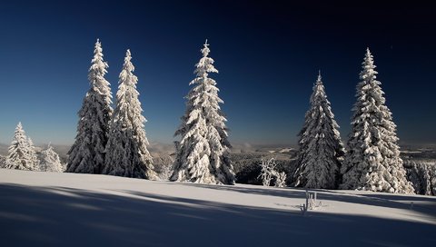 Обои снег, лес, зима, елки, ели, лейзаж, snow, forest, winter, tree, ate, lazar разрешение 1920x1200 Загрузить