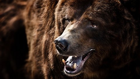 Обои морда, улыбка, медведь, клыки, зверь, гризли, face, smile, bear, fangs, beast, grizzly разрешение 1920x1200 Загрузить