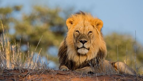 Обои природа, лежит, африка, хищник, львы, лев, грива, nature, lies, africa, predator, lions, leo, mane разрешение 2560x1600 Загрузить