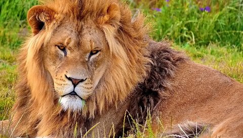 Обои морда, львёнок, трава, смотрит, лежит, хищник, лев, зверь, грива, face, lion, grass, looks, lies, predator, leo, beast, mane разрешение 1920x1200 Загрузить