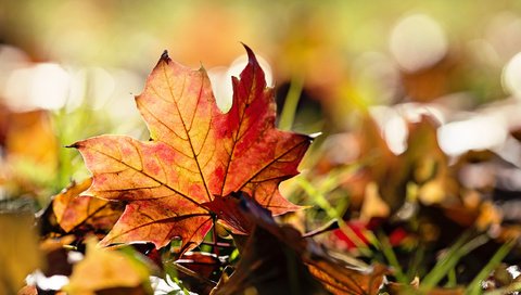 Обои трава, природа, листья, макро, осень, grass, nature, leaves, macro, autumn разрешение 2560x1600 Загрузить