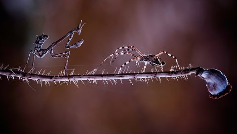 Обои фон, насекомые, растение, паук, стебель, схватка, богомол, встреча, background, insects, plant, spider, stem, fight, mantis, meeting разрешение 1920x1200 Загрузить