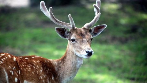 Обои трава, олень, животное, рога, пятнистый, пятнистый олень, grass, deer, animal, horns, spotted разрешение 2560x1600 Загрузить