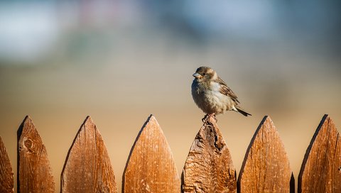 Обои фон, забор, птицы, воробей, background, the fence, birds, sparrow разрешение 1920x1280 Загрузить